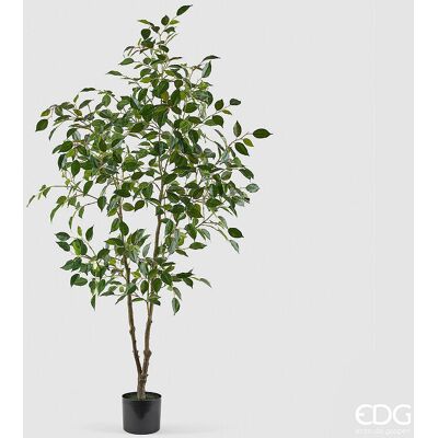 EDG Enzo De Gasperi Pianta Artificiale Ficus Vogue Con Vaso H 150 Cm – Pianta Decorativa Realistica Design Moderno EDG Enzo De Gasperi Pianta Artificiale Ficus Vogue Con Vaso H 150 Cm – Pianta Decorativa Realistica Design Moderno