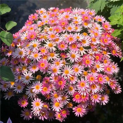 AULEDIO Semi Di Piccole Margherite Rosa Mille Aghi 2000 – Fioritura Abbondante – Adatto Per Giardino, Balcone E Vasi – Decorazione Da Giardino Esterno AULEDIO Semi Di Piccole Margherite Rosa Mille Aghi 2000 – Fioritura Abbondante – Adatto Per Giardino, Balcone E Vasi – Decorazione Da Giardino Esterno