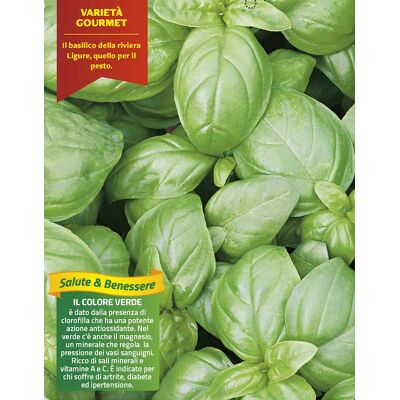ALTRO 3 Piante In Vaso Ø10cm Di Basilico Italiano Classico Pepper ALTRO 3 Piante In Vaso Ø10cm Di Basilico Italiano Classico Pepper
