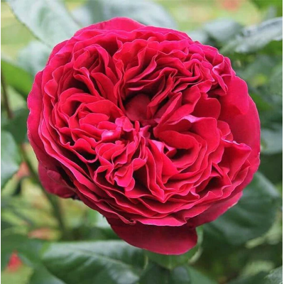 ALTRO Rosa Alain Souchon Romantica ALTRO Rosa Alain Souchon Romantica