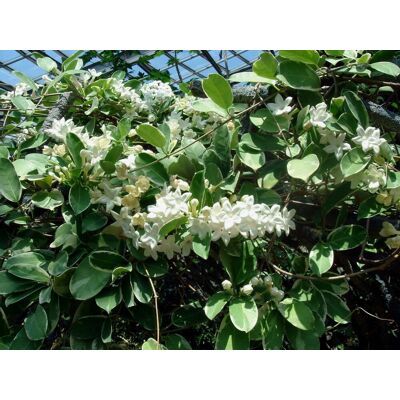 ALTRO Stephanotis Floribunda Gelsomino Del Madagascar In Vaso 12cm ALTRO Stephanotis Floribunda Gelsomino Del Madagascar In Vaso 12cm