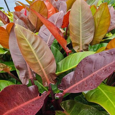 ALTRO Philodendron Red Sun In Vaso Da 17cm ALTRO Philodendron Red Sun In Vaso Da 17cm