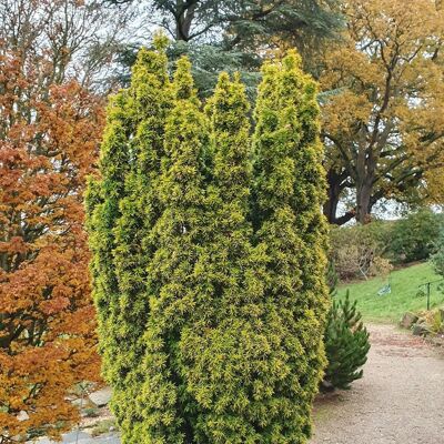 ALTRO Taxus Baccata David Vaso 19cm ALTRO Taxus Baccata David Vaso 19cm