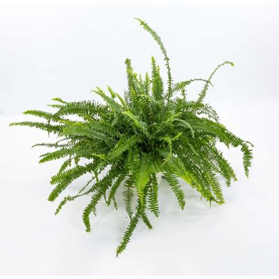 ALTRO Nephrolepis Exaltata Green Lady In Vaso 12cm ALTRO Nephrolepis Exaltata Green Lady In Vaso 12cm