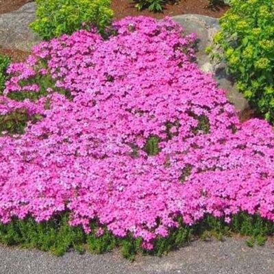 AULEDIO Semi Di Phlox Tappezzante Rosa – 1000 Semi Per Giardino E Orto – Semi Di Fiori Facili Da Coltivare – Copertura Perenne Del Suolo – Resistente All’inverno AULEDIO Semi Di Phlox Tappezzante Rosa – 1000 Semi Per Giardino E Orto – Semi Di Fiori Facili Da Coltivare – Copertura Perenne Del Suolo – Resistente All’inverno