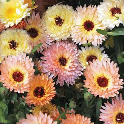 AULEDIO Semi Di Calendula 1000 Pcs – Fiori Facili Da Coltivare, Fioritura Duratura, Perfetto Per Giardino AULEDIO Semi Di Calendula 1000 Pcs – Fiori Facili Da Coltivare, Fioritura Duratura, Perfetto Per Giardino
