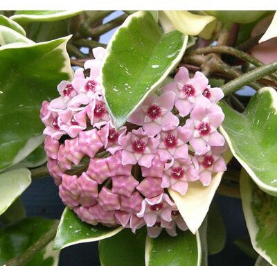 ALTRO 1 Pianta Hoya Krimson Queen Fiore Di Cera Vaso 12cm Perenni ALTRO 1 Pianta Hoya Krimson Queen Fiore Di Cera Vaso 12cm Perenni