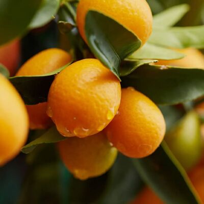 ALTRO Citrus Calamondino In Vaso Da 15cm ALTRO Citrus Calamondino In Vaso Da 15cm