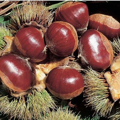 ALTRO Castagno Bouche De Betizac (1 Pianta) ALTRO Castagno Bouche De Betizac (1 Pianta)