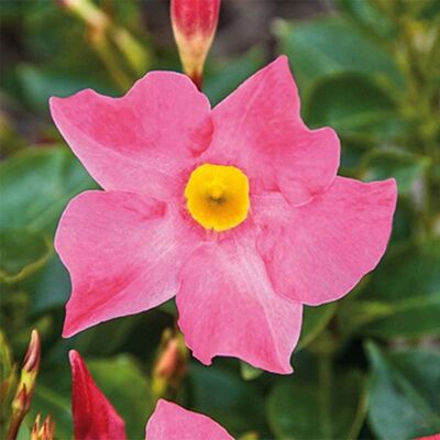 ALTRO Dipladenia Rosa In Vaso Da 18cm ALTRO Dipladenia Rosa In Vaso Da 18cm