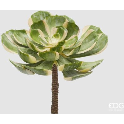 EDG Aeonium Sunburst Ø 23 Succulenta EDG Aeonium Sunburst Ø 23 Succulenta