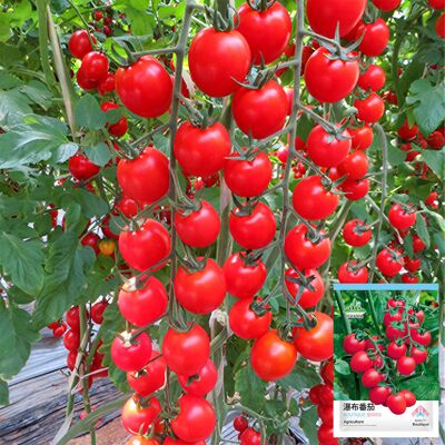 AULEDIO Semi Pomodoro Ciliegino 200 Pezzi, Semi Orto Balcone AULEDIO Semi Pomodoro Ciliegino 200 Pezzi, Semi Orto Balcone