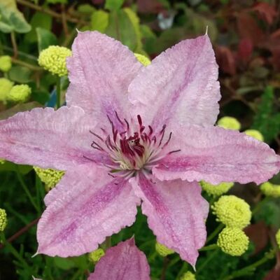 ALTRO Clematis Hagley Hybrid In Vaso Da 16cm ALTRO Clematis Hagley Hybrid In Vaso Da 16cm