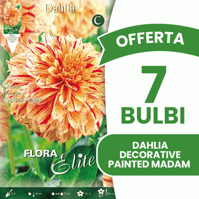 ALTRO Offerta 7 Bulbi Dahlia Decorative Painted Madam ALTRO Offerta 7 Bulbi Dahlia Decorative Painted Madam