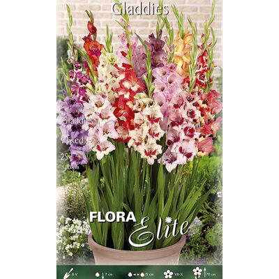 ALTRO Gladioli Gladdies Mixed (confezione Da 25 Bulbi) ALTRO Gladioli Gladdies Mixed (confezione Da 25 Bulbi)