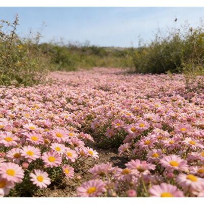 AULEDIO Semi Di Piccole Margherite Rosa 10000 – Fioritura Abbondante – Adatto Per Giardino, Balcone E Vasi – Decorazione Da Giardino Esterno AULEDIO Semi Di Piccole Margherite Rosa 10000 – Fioritura Abbondante – Adatto Per Giardino, Balcone E Vasi – Decorazione Da Giardino Esterno