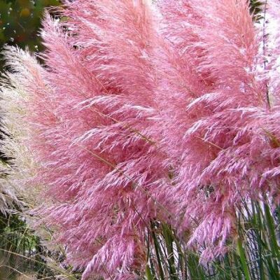 ALTRO Cortaderia Selloana Rosea In Vaso Da 23cm ALTRO Cortaderia Selloana Rosea In Vaso Da 23cm