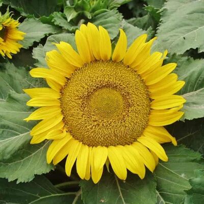 AULEDIO Semi Di Girasole Giallo 1000 Pcs – Alta Germinazione, Fiori Colorati, Facile Coltivazione AULEDIO Semi Di Girasole Giallo 1000 Pcs – Alta Germinazione, Fiori Colorati, Facile Coltivazione