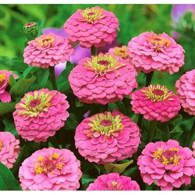 AULEDIO Semi Di Zinnia Rosa – 2000 Pezzi, Fiori Estivi Colorati, Fioritura Lunga, Pianta Facile Da Coltivare AULEDIO Semi Di Zinnia Rosa – 2000 Pezzi, Fiori Estivi Colorati, Fioritura Lunga, Pianta Facile Da Coltivare