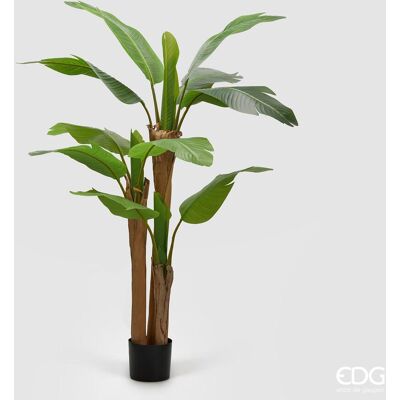 EDG Banano Con Vaso H 150 EDG Banano Con Vaso H 150