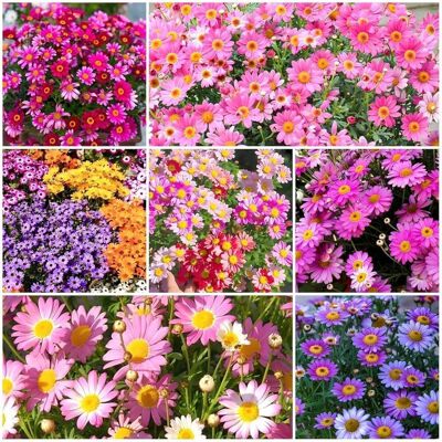 AULEDIO Semi Di Piccole Margherite Multicolore 2000 – Fioritura Abbondante – Adatto Per Giardino, Balcone E Vasi – Decorazione Da Giardino Esterno AULEDIO Semi Di Piccole Margherite Multicolore 2000 – Fioritura Abbondante – Adatto Per Giardino, Balcone E Vasi – Decorazione Da Giardino Esterno