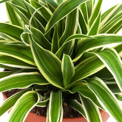 ALTRO Chlorophytum Ocean In Kokodama In Vaso Da 12cm ALTRO Chlorophytum Ocean In Kokodama In Vaso Da 12cm