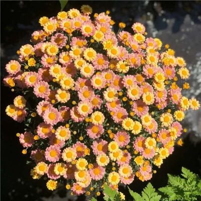 AULEDIO Semi Di Piccole Margherite Gialle Pesca 2000 – Fioritura Abbondante – Adatto Per Giardino, Balcone E Vasi – Decorazione Da Giardino Esterno AULEDIO Semi Di Piccole Margherite Gialle Pesca 2000 – Fioritura Abbondante – Adatto Per Giardino, Balcone E Vasi – Decorazione Da Giardino Esterno