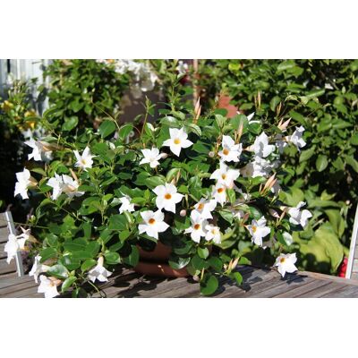 ALTRO 1 Pianta Di Dipladenia Bianca Vaso 14cm Sempreverdi E Rampicanti Mandevilla ALTRO 1 Pianta Di Dipladenia Bianca Vaso 14cm Sempreverdi E Rampicanti Mandevilla