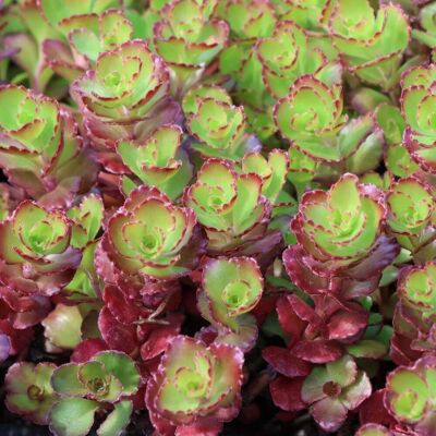 ALTRO Sedum Spurium Purple Winter In Vaso Da 15cm ALTRO Sedum Spurium Purple Winter In Vaso Da 15cm