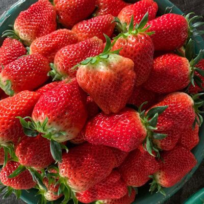 AULEDIO 2000 Pz Semi Di Fragola Crema Facili Da Coltivare – Semi Da Frutto Per Principianti AULEDIO 2000 Pz Semi Di Fragola Crema Facili Da Coltivare – Semi Da Frutto Per Principianti