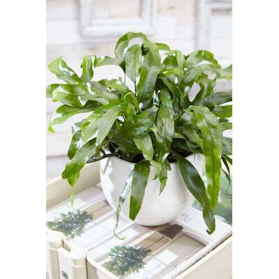 ALTRO Felce Microsorum Diversifolia Vaso 20cm ALTRO Felce Microsorum Diversifolia Vaso 20cm