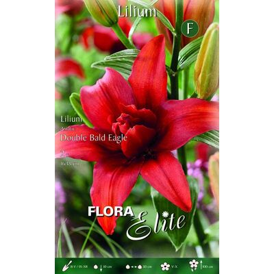ALTRO Lilium Giglio Double Bald Eagle (confezione Da 2 Bulbi) ALTRO Lilium Giglio Double Bald Eagle (confezione Da 2 Bulbi)