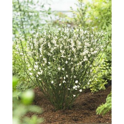 ALTRO Cytisus White Lion Vaso 15cm ALTRO Cytisus White Lion Vaso 15cm