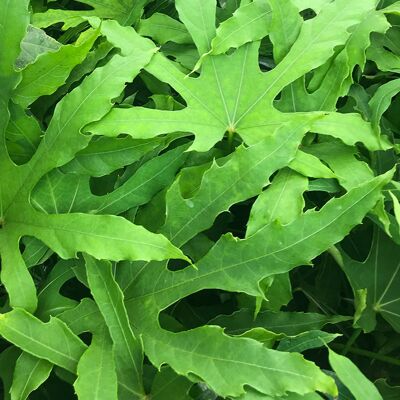 ALTRO Fatsia Polycarpa Green Fingers In Vaso Da 14cm ALTRO Fatsia Polycarpa Green Fingers In Vaso Da 14cm