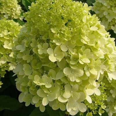 ALTRO Hydrangea Paniculata Candlelight In Vaso Da 19cm ALTRO Hydrangea Paniculata Candlelight In Vaso Da 19cm