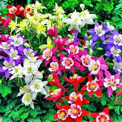 AMORLY 2.000 Semi Di Aquilegia — Colori Misti. Facili Da Coltivare, Perenni, Adatti A Cortili E Giardini. AMORLY 2.000 Semi Di Aquilegia — Colori Misti. Facili Da Coltivare, Perenni, Adatti A Cortili E Giardini.