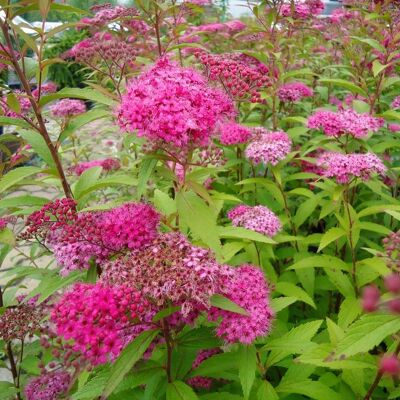 ALTRO Spiraea Japonica Anthony Waterer Vaso 14cm ALTRO Spiraea Japonica Anthony Waterer Vaso 14cm