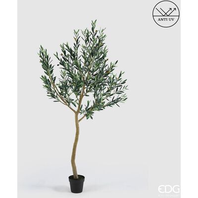 EDG Enzo De Gasperi Olivo Con Vaso H 200 Cm Pianta Artificiale Anti Uv Verde EDG Enzo De Gasperi Olivo Con Vaso H 200 Cm Pianta Artificiale Anti Uv Verde