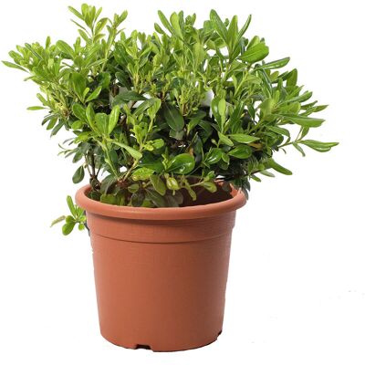 KENTIS - Pittosporum Tobira Nanum - 30-40 cm - Ø18 cm - Plant KENTIS - Pittosporum Tobira Nanum - 30-40 cm - Ø18 cm - Plant