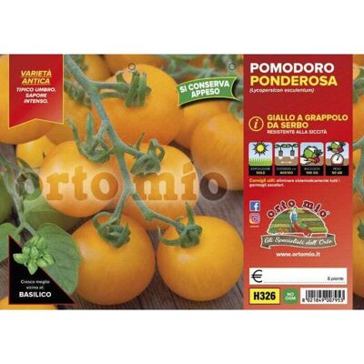 Mitac Pomodoro Ponderosa A Grappolo Mitac Pomodoro Ponderosa A Grappolo