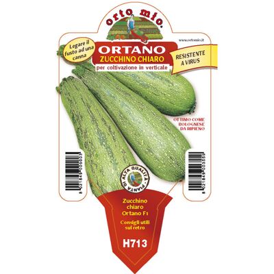 Mitac 3 Piante In Vaso Ø10cm Di Zucchino Chiaro Rampicante Mitac 3 Piante In Vaso Ø10cm Di Zucchino Chiaro Rampicante