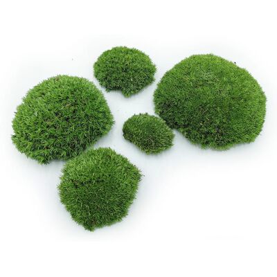 OEM Muschio A Cuscino - Verde Medio Naturale - 0,1 M² (40x25 Cm) - Francia OEM Muschio A Cuscino - Verde Medio Naturale - 0,1 M² (40x25 Cm) - Francia