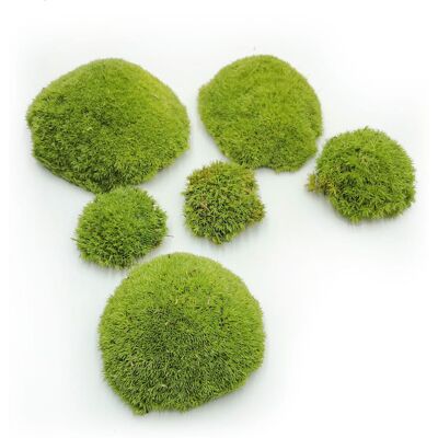 OEM Muschio A Cuscino - Verde Chiaro Naturale - 0,1 M² (40x25 Cm) - Francia OEM Muschio A Cuscino - Verde Chiaro Naturale - 0,1 M² (40x25 Cm) - Francia