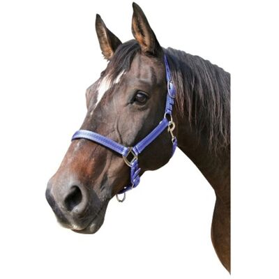 Kerbl Cabazada Horse Mustang, Nylon, Doppia Regolazione, Blu, Taglia 3 - Kerbl Cabazada Horse Mustang, Nylon, Doppia Regolazione, Blu, Taglia 3 -