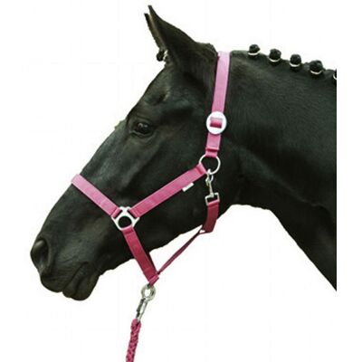 HKM Capezza Per Cavalli Con Imbottitura Sulla Nasalina Modello Stars Economy Softice: Shetland 0, Corallo Neon 3008 HKM Capezza Per Cavalli Con Imbottitura Sulla Nasalina Modello Stars Economy Softice: Shetland 0, Corallo Neon 3008
