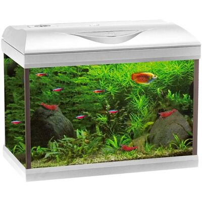 CROCI Acquario Amtra Basic 60 Led White 55l Con Illuminazione Led 8500k, Filtro Interno Biologico E Meccanico, Ideale Per Acqua Dolce, Marina E Aquascaping CROCI Acquario Amtra Basic 60 Led White 55l Con Illuminazione Led 8500k, Filtro Interno Biologico E Meccanico, Ideale Per Acqua Dolce, Marina E Aquascaping