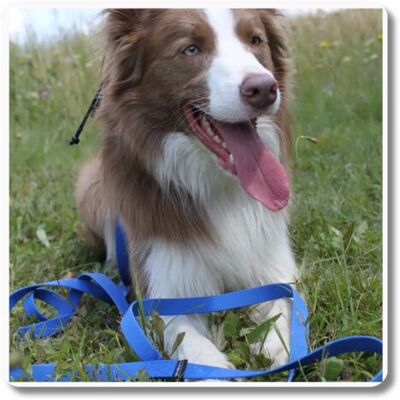 OEM Guinzaglio Regolabile Impermeabile Blu - 7 M, 76 Mm - Cane 10-25 Kg OEM Guinzaglio Regolabile Impermeabile Blu - 7 M, 76 Mm - Cane 10-25 Kg