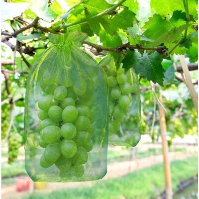 ENOWELIR Confezione Da 100 Sacchetti Riutilizzabili In Organza Verde Per La Protezione Dei Grappoli D'Uva (30 X 20 Cm) - Proteggono Da Uccelli E Vespe. ENOWELIR Confezione Da 100 Sacchetti Riutilizzabili In Organza Verde Per La Protezione Dei Grappoli D'Uva (30 X 20 Cm) - Proteggono Da Uccelli E Vespe.