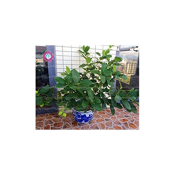 vista 20 pezzi di albero di limone verde frutta biologica semi di bonsai semi di lime verde cibo sano facile da coltivare vaso di piante