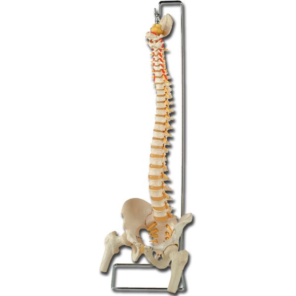 Gima Modellino Anatomico Colonna Vertebrale Flessibile con Bacino Completo